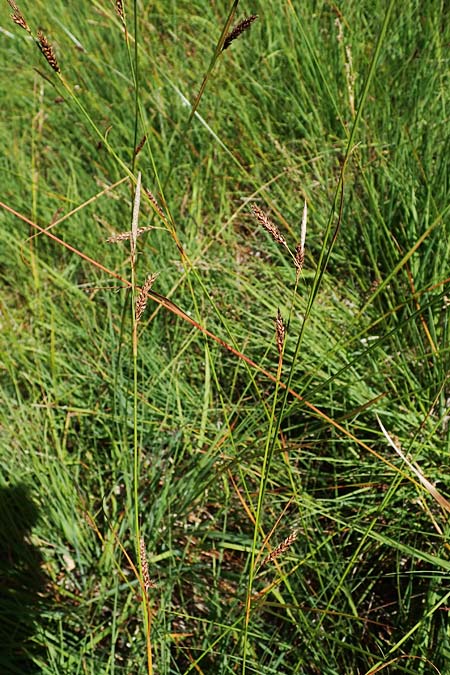 Carex binervis \ Zweinervige Segge / Green-Ribbed Sedge, D Hunsrück, Börfink 18.7.2022