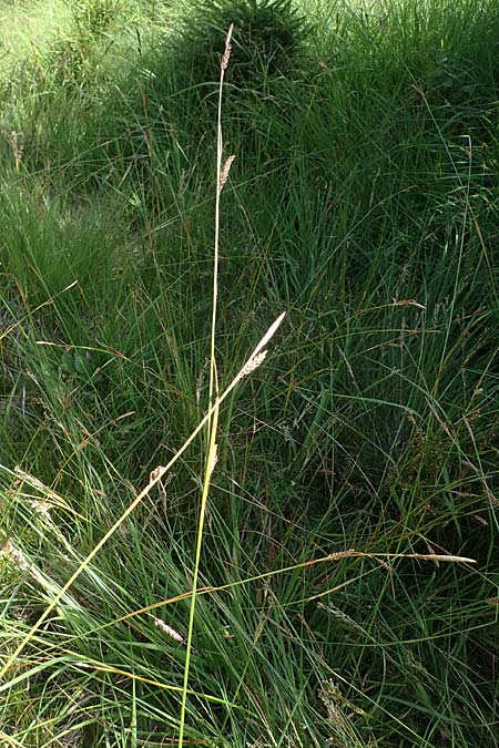 Carex binervis \ Zweinervige Segge / Green-Ribbed Sedge, D Hunsrück, Börfink 18.7.2022