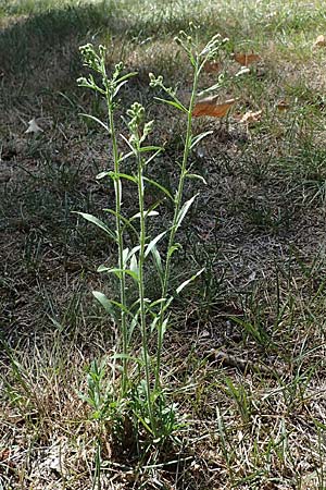 Erigeron bonariensis \ Sdamerikanischer Katzenschweif, Krauser Katzenschweif, D Duisburg 21.8.2022