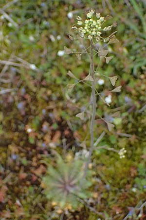 Capsella bursa-pastoris / Shepherd's Purse, D Mannheim 31.3.2024