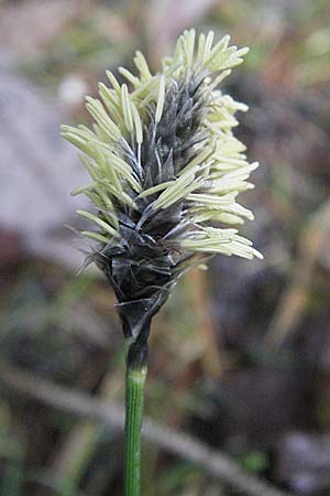 Eriophorum vaginatum \ Scheiden-Wollgras / Hare's-Tail Cotton Grass, D Schwarzwald/Black-Forest, Feldberg 28.4.2007