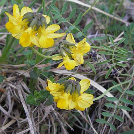 Hippocrepis comosa \ Hufeisenklee, D Karlstadt 30.4.2007