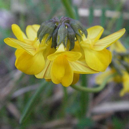 Hippocrepis comosa \ Hufeisenklee / Horseshoe Vetch, D Karlstadt 30.4.2007