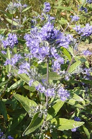 Caryopteris x clandonensis \ Clandon-Bartblume / Clandon Bluebeard, Blue Mist Spiraea, D Reilingen 22.9.2007