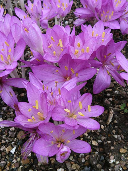 Colchicum cilicicum \ Zilizische Zeitlose, D Botan. Gar.  Universit.  Mainz 13.9.2008