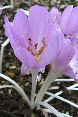 Colchicum cilicicum \ Zilizische Zeitlose / Cilician False Autumn Crocus, D Botan. Gar.  Universit.  Mainz 13.9.2008