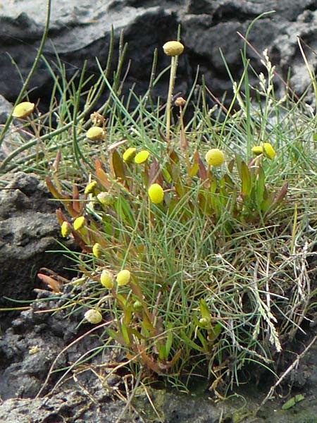 Cotula coronopifolia \ Krhenfublttrige Laugenblume / Common Brassbuttons, D Hohwacht 14.9.2021