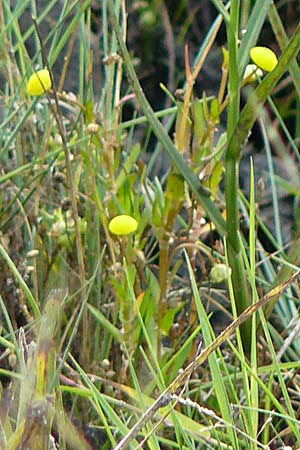 Cotula coronopifolia \ Krhenfublttrige Laugenblume, D Hohwacht 14.9.2021