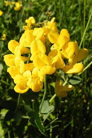 Coronilla coronata \ Berg-Kronwicke / Scorpion Vetch, D Eningen unter Achalm 2.6.2015