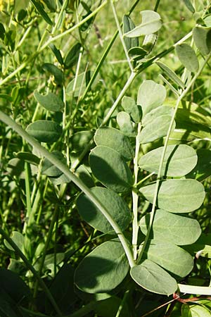 Coronilla coronata \ Berg-Kronwicke / Scorpion Vetch, D Eningen unter Achalm 2.6.2015