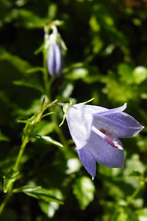 Campanula cochlearifolia \ Kleine Glockenblume / Fairy's Thimble, D Schwenningen (Schwäb. Alb) 26.7.2015