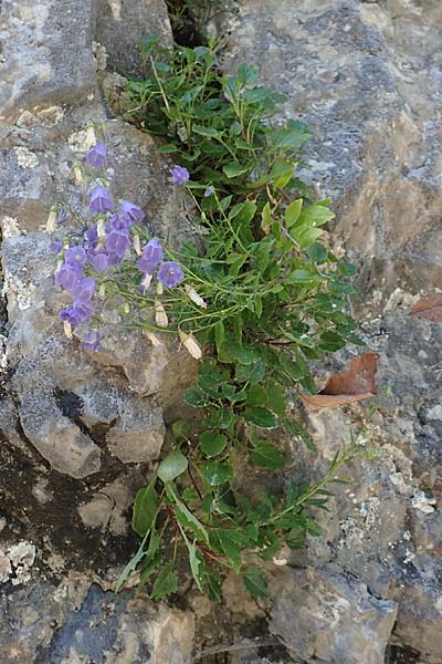 Campanula cochlearifolia \ Kleine Glockenblume / Fairy's Thimble, D Schwenningen (Schwäb. Alb) 26.7.2015