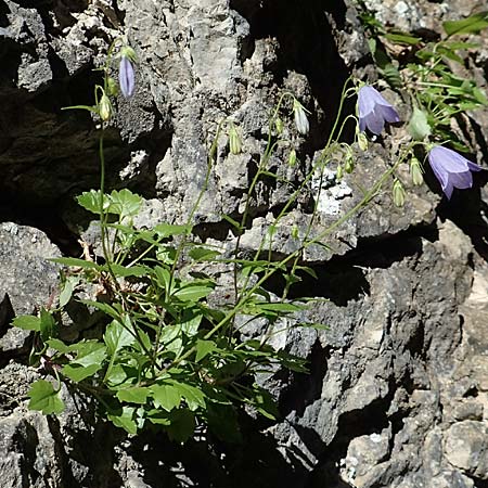 Campanula cochlearifolia \ Kleine Glockenblume / Fairy's Thimble, D Schwenningen (Schwäb. Alb) 26.7.2015