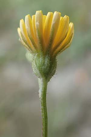 Crepis capillaris \ Kleinkpfiger Pippau, Kleinbltiger Pippau / Smooth Hawk's-Beard, D Lützelbach 25.6.2016