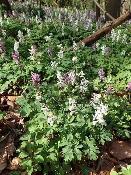 Corydalis cava \ Hohler Lerchensporn / Hollow-Root, D Frankfurt-Rödelheim 25.3.2017