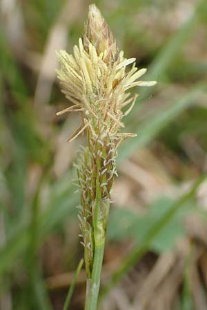 Carex caryophyllea \ Frhlings-Segge / Spring Sedge, D Kleinwallstadt am Main 8.4.2017