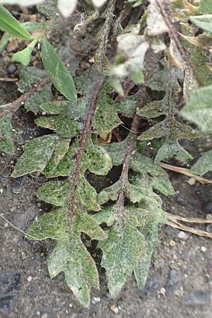 Capsella praecox \ Frhblhendes Hirtentschel / Cuneate Shepherd's Purse, D Krefeld 23.5.2018