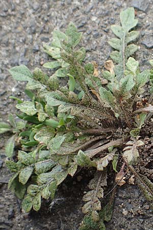 Capsella praecox \ Frhblhendes Hirtentschel / Cuneate Shepherd's Purse, D Krefeld 23.5.2018