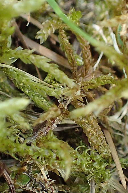 Calliergonella cuspidata \ Spitzblttriges Spie-Moos / Pointed Spear Moss, D Botan. Gar.  Universit.  Tübingen 6.6.2018