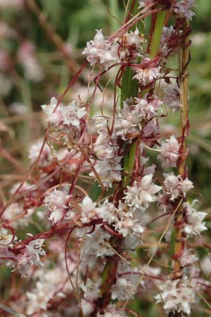 Cuscuta epithymum \ Quendel-Seide, D Grünstadt-Asselheim 16.6.2018