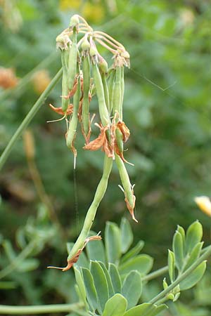 Coronilla coronata \ Berg-Kronwicke / Scorpion Vetch, D Spaichingen 26.6.2018