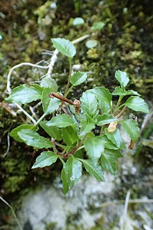 Campanula cochlearifolia \ Kleine Glockenblume / Fairy's Thimble, D Beuron 27.6.2018