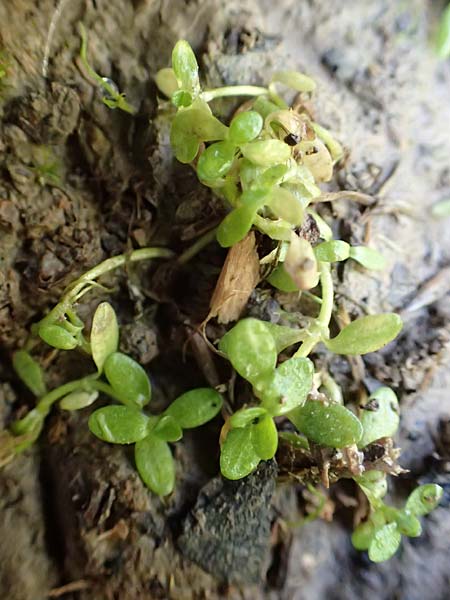 Callitriche cophocarpa \ Stumpfkantiger Wasserstern / Long-Styled Water Starwort, D Vaihingen-Ensingen 4.10.2018