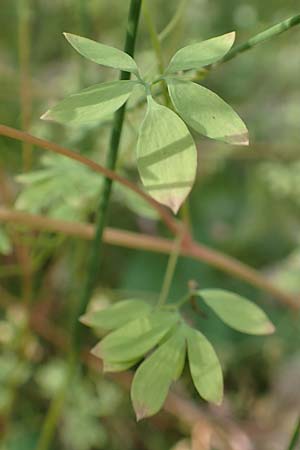 Ceratocapnos claviculata \ Rankender Lerchensporn / Climbing Corydalis, D Steinfurt 13.6.2019