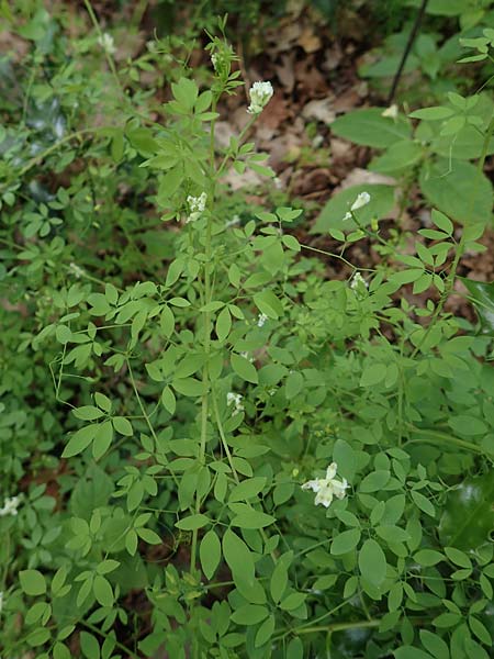 Ceratocapnos claviculata \ Rankender Lerchensporn / Climbing Corydalis, D Steinfurt 13.6.2019