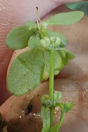 Callitriche cophocarpa / Long-Styled Water Starwort, D Vaihingen-Ensingen 13.9.2019