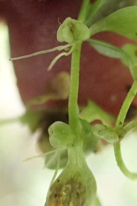 Callitriche cophocarpa \ Stumpfkantiger Wasserstern / Long-Styled Water Starwort, D Vaihingen-Ensingen 13.9.2019