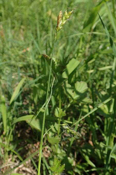 Carex sylvatica \ Wald-Segge, D Ketsch 21.5.2020