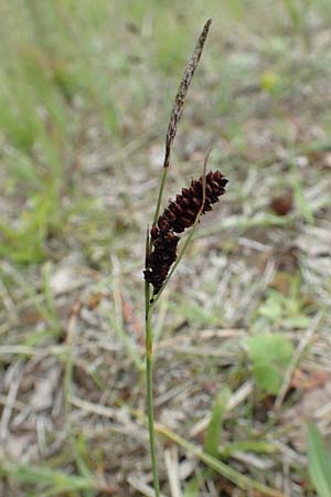 Carex flacca \ Blaugrne Segge / Blue Sedge, Carnation Grass, D Hagen 11.6.2020