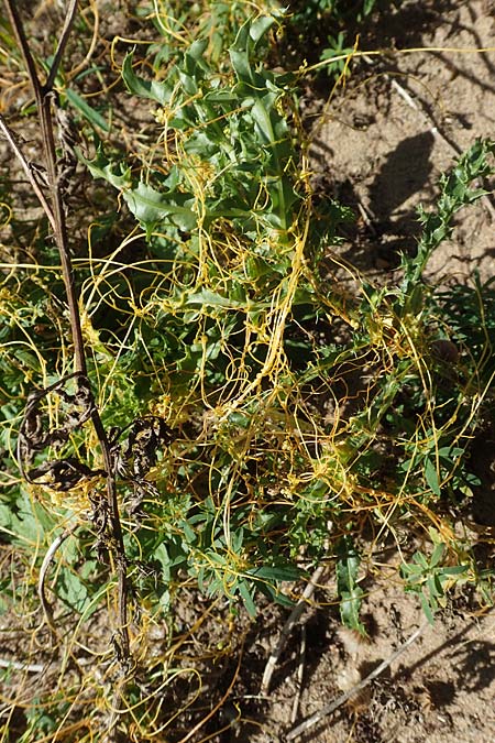 Cuscuta campestris \ Amerikanische Seide / Yellow Dodder, D Sachsen-Anhalt, Havelberg 18.9.2020