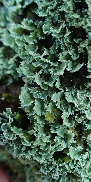 Cladonia caespiticia \ Schuppenfrchtige Becher-Flechte, Bschel-Flechte, D Bad Dürkheim 21.2.2021