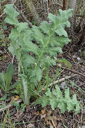 Carduus crispus \ Krause Distel, D Rheinhessen, Flonheim 2.4.2021