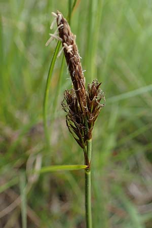 Carex caryophyllea / Spring Sedge, D Bensheim 29.4.2022