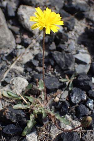 Crepis capillaris \ Kleinkpfiger Pippau, Kleinbltiger Pippau / Smooth Hawk's-Beard, D Dorsten 20.6.2022