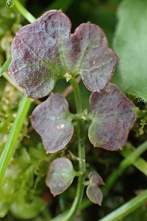 Cardamine corymbosa \ Neuseelndisches Schaumkraut / New Zealand Bitter-Cress, D Bochum 16.4.2023