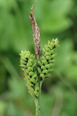 Carex cespitosa \ Rasen-Segge, D Walldürn 20.5.2023