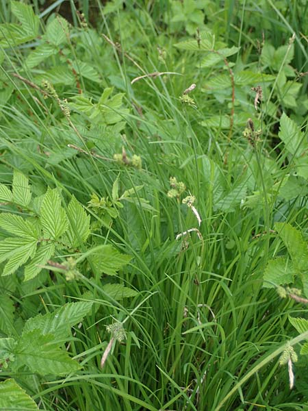 Carex cespitosa \ Rasen-Segge, D Walldürn 20.5.2023