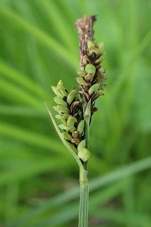 Carex cespitosa \ Rasen-Segge, D Walldürn 20.5.2023