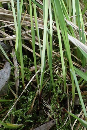 Carex cespitosa \ Rasen-Segge, D Walldürn 20.5.2023