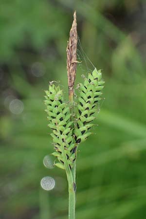 Carex cespitosa \ Rasen-Segge / Hassock Grass, D Walldürn 20.5.2023