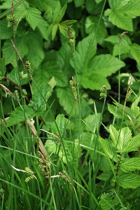 Carex cespitosa \ Rasen-Segge, D Walldürn 20.5.2023