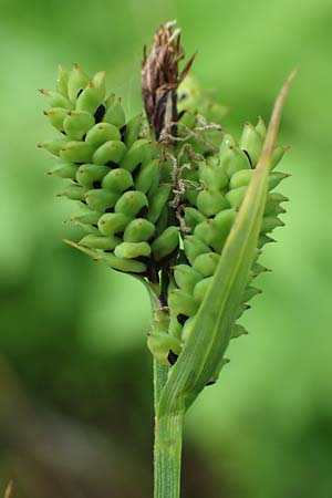 Carex cespitosa \ Rasen-Segge, D Walldürn 20.5.2023