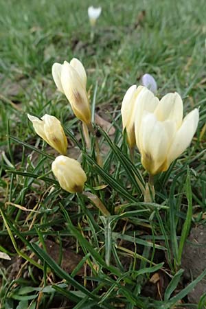 Crocus chrysanthus / Snow Crocus, Golden Crocus, D Ludwigshafen 20.2.2024