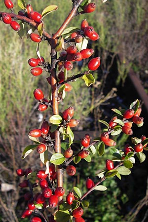 Cotoneaster divaricatus \ Sparrige Zwergmispel, Glnzende Zwergmispel, D Mannheim 4.9.2013