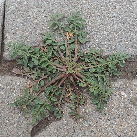 Centaurea diffusa \ Sparrige Flockenblume, D Mannheim 20.9.2015