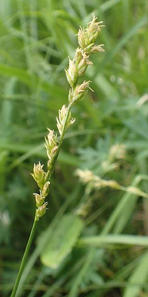 Carex divulsa \ Unterbrochenhrige Segge / Berkeley Sedge, European Grey Sedge, D Weinheim an der Bergstraße, Botan. Gar.  Hermannshof 1.5.2016